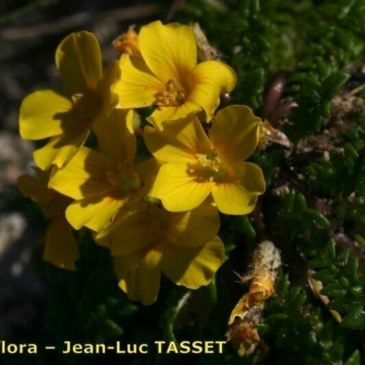 Morisia monanthos 花