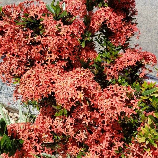 Ixora coccinea Blomst