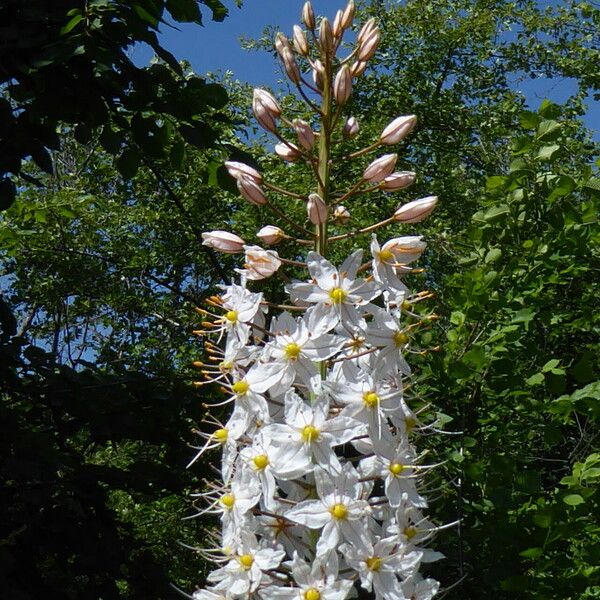 Eremurus robustus Çiçek