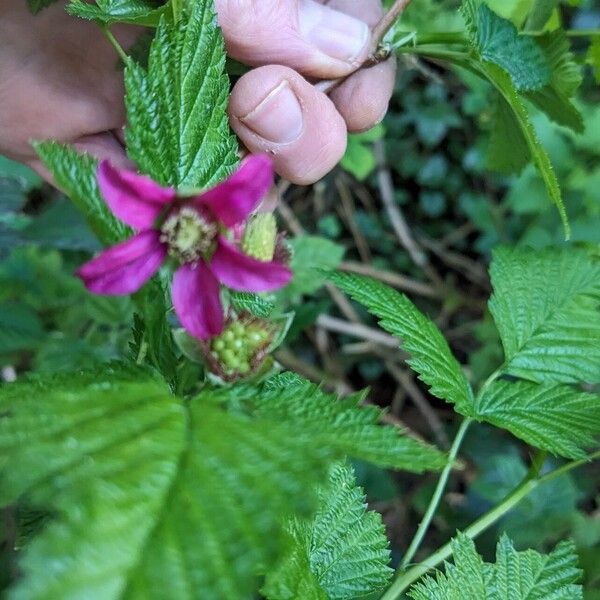 Rubus spectabilis Kvet