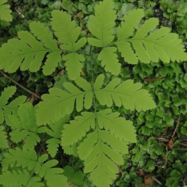 Gymnocarpium dryopteris Fuelha