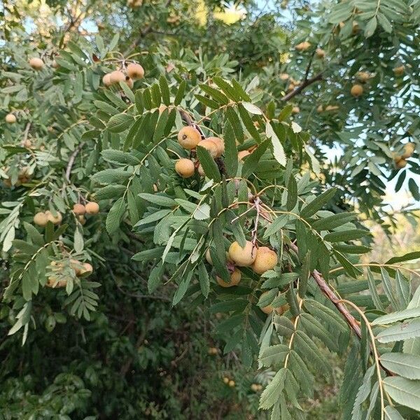 Cormus domestica Fruit