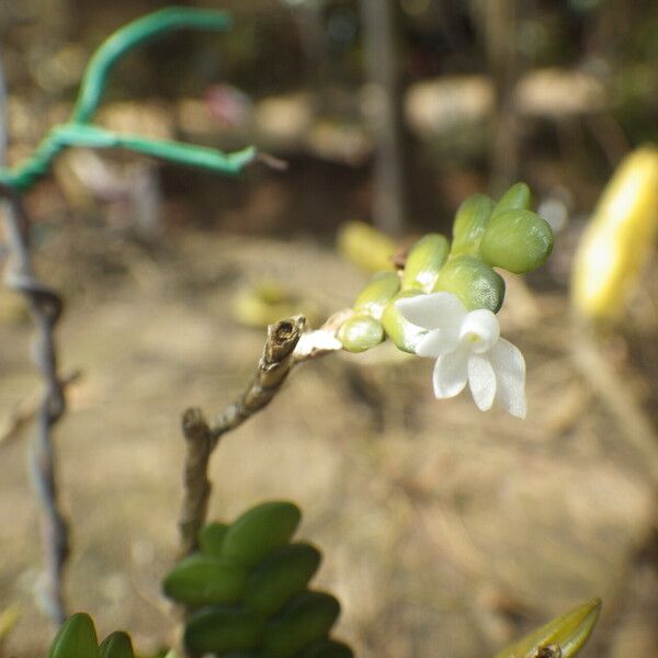 Angraecum distichum Συνήθη χαρακτηριστικά