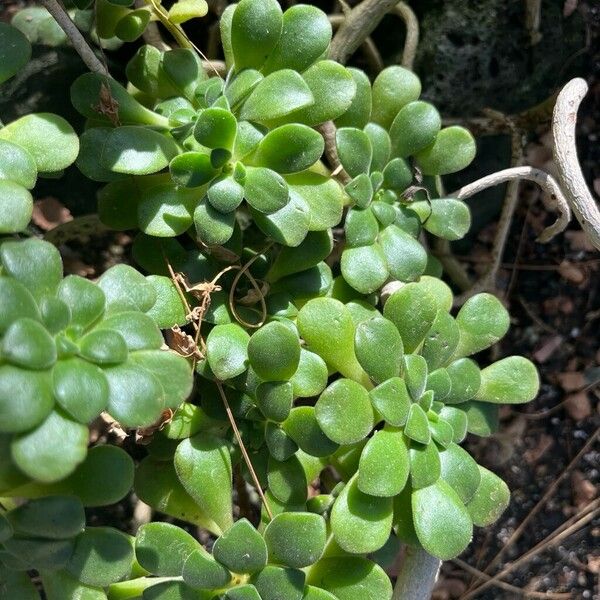 Aeonium lindleyi Leaf