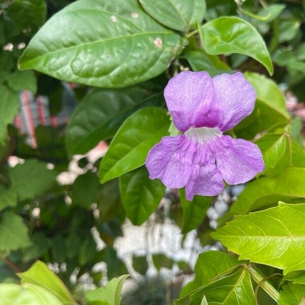 Bignonia magnifica Blomst