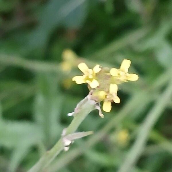 Sisymbrium officinale Flor