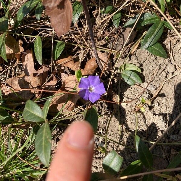 Vinca minor Kukka