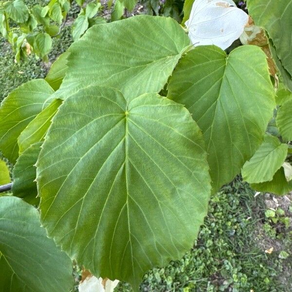 Davidia involucrata Hostoa