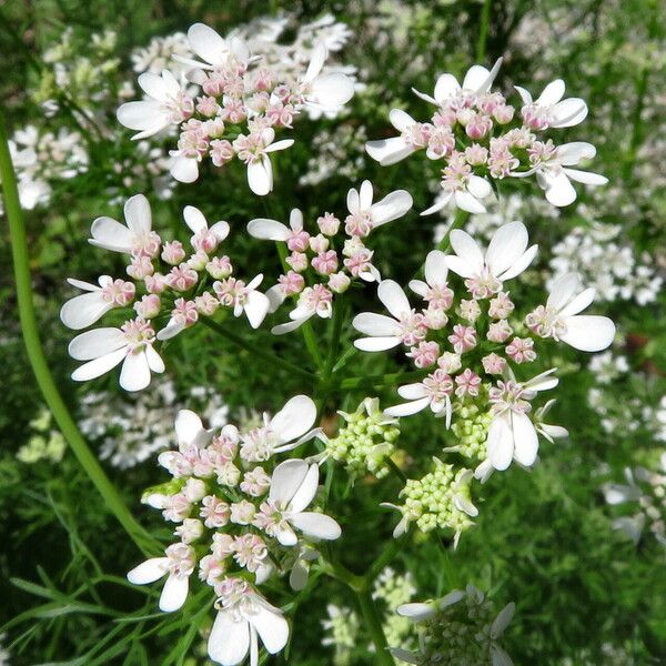 Pimpinella anisum Flower