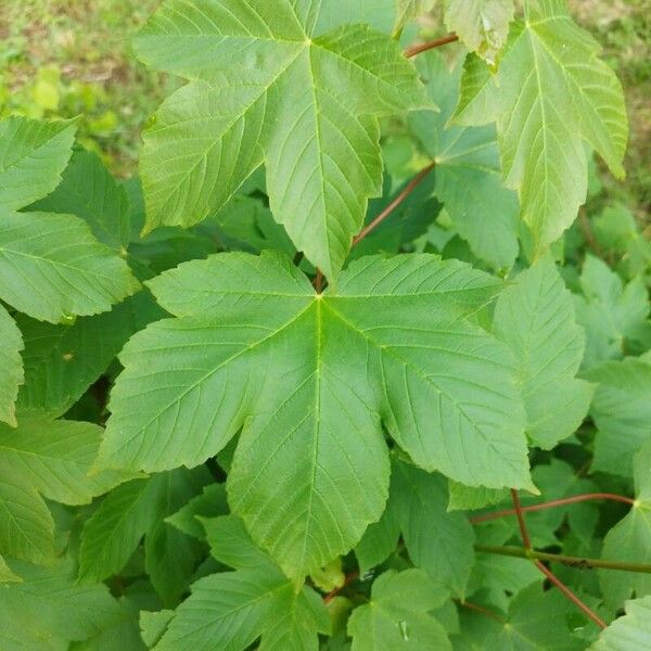 Acer neapolitanum Hostoa