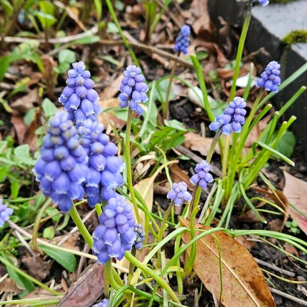 Muscari armeniacum Celota