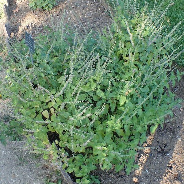 Scutellaria columnae Habit