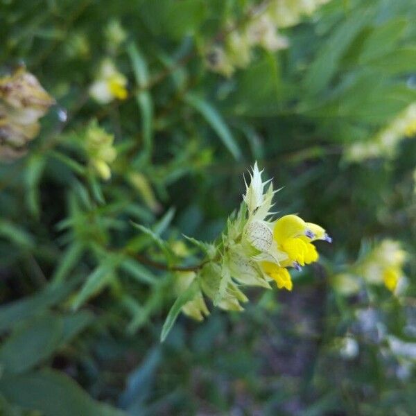 Rhinanthus glacialis Kvet