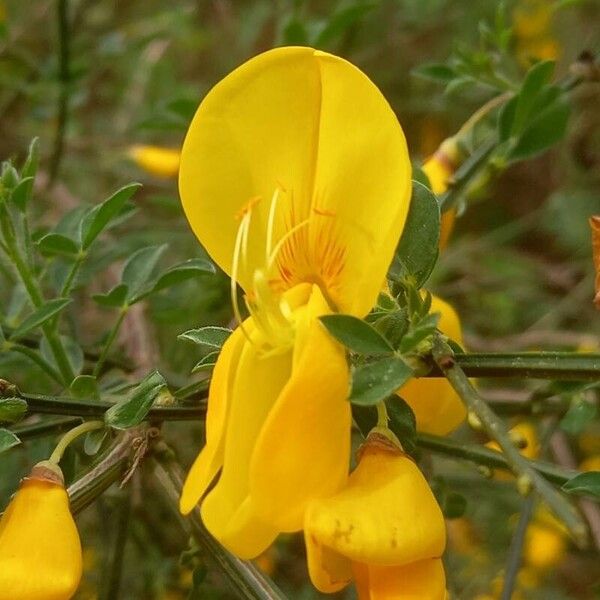 Cytisus scoparius 花