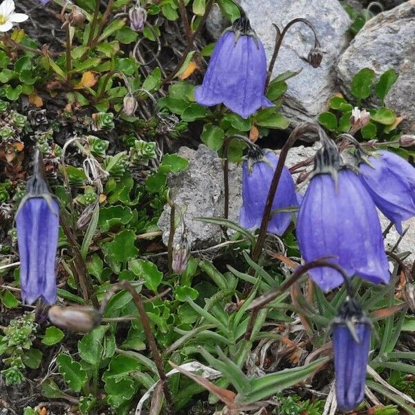 Campanula cochleariifolia 花