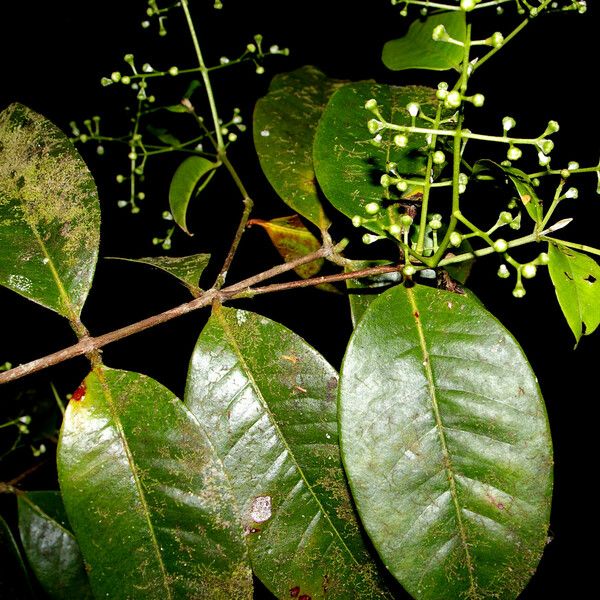 Myrcia fallax Leaf