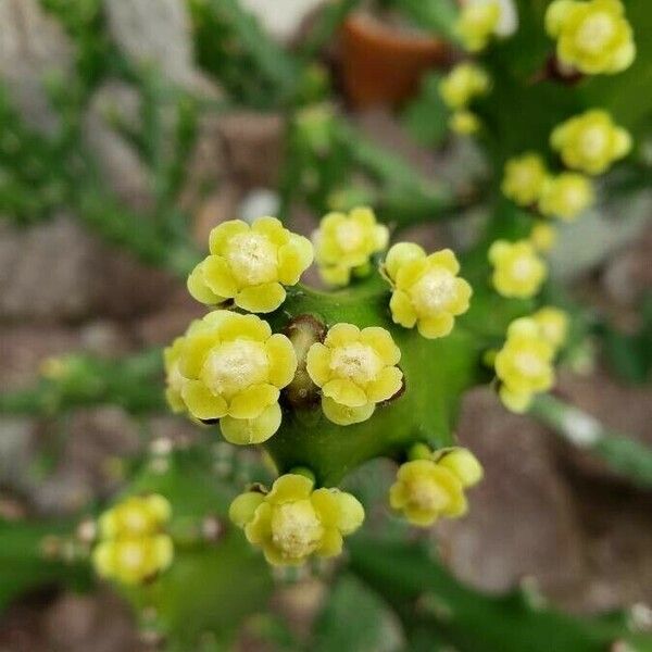 Euphorbia lactea Fiore