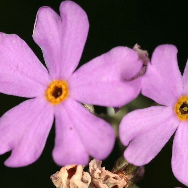 Primula laurentiana Blüte