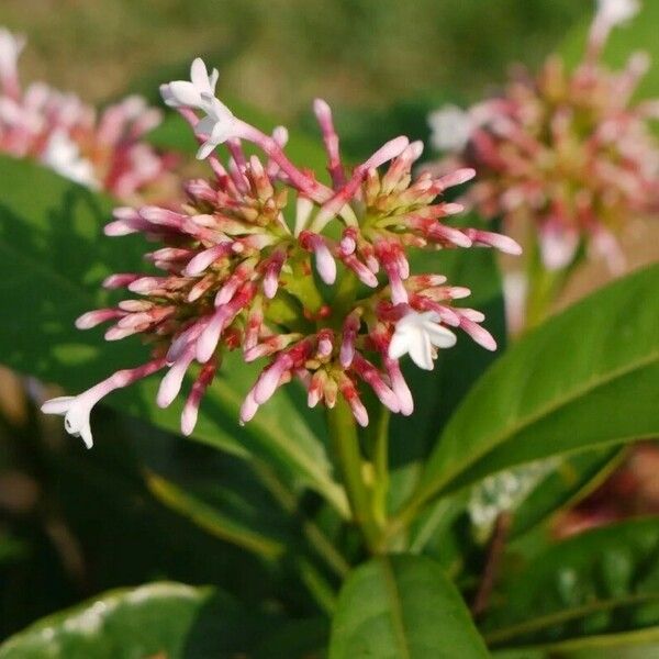 Rauvolfia serpentina Kwiat