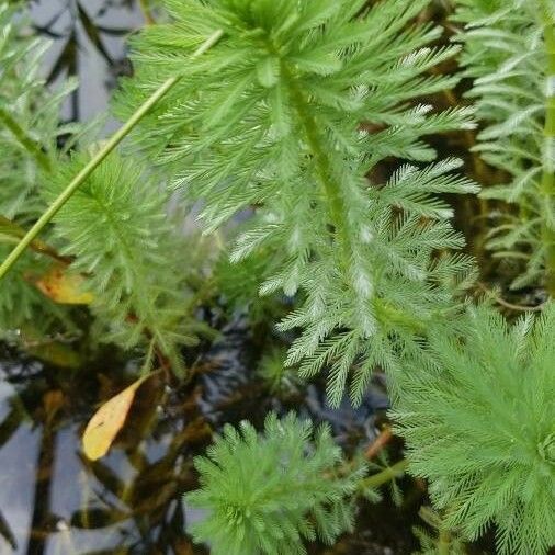 Myriophyllum aquaticum List