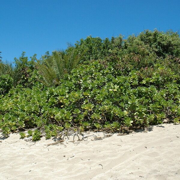 Scaevola taccada Staniste