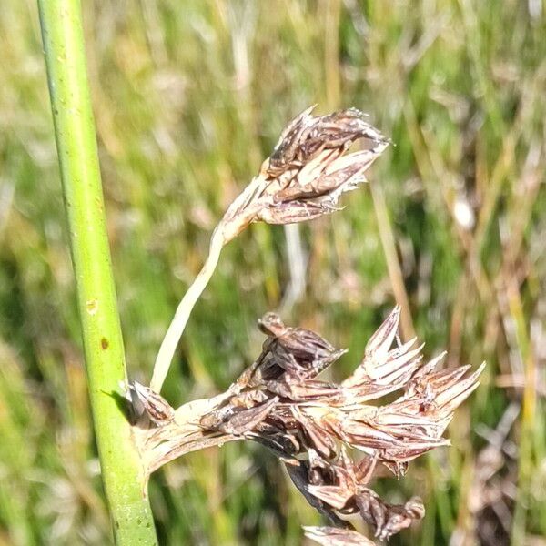 Juncus balticus Kukka