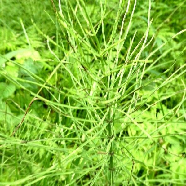 Equisetum sylvaticum Leaf