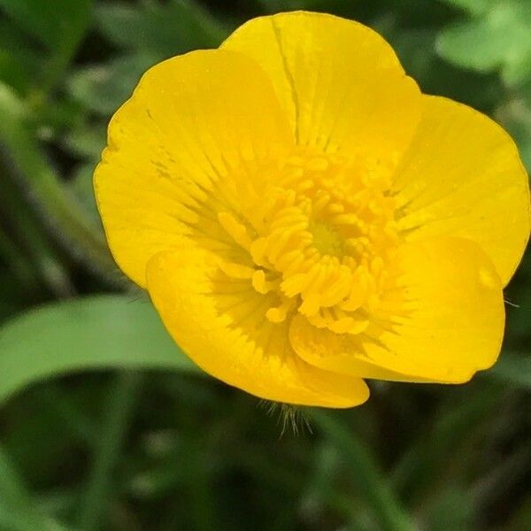 Ranunculus repens Flor