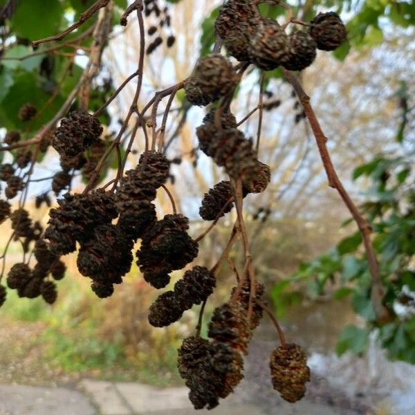 Alnus glutinosa Frukt