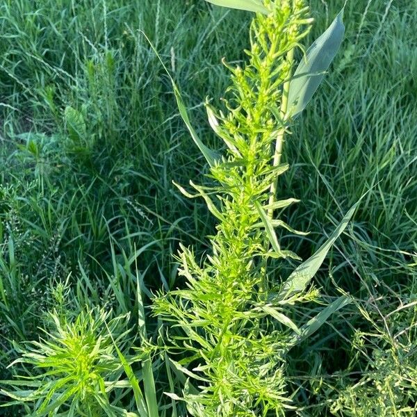 Artemisia biennis 葉