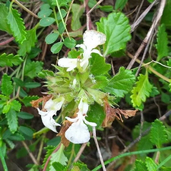 Teucrium pyrenaicum Flor