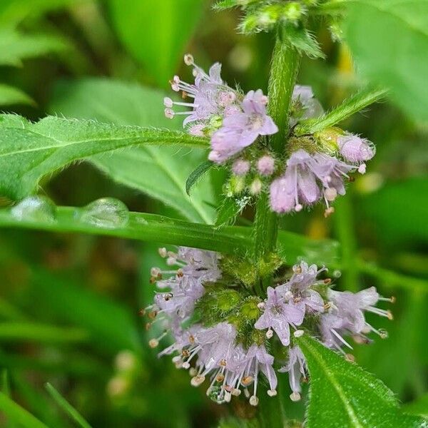 Mentha arvensis പുഷ്പം