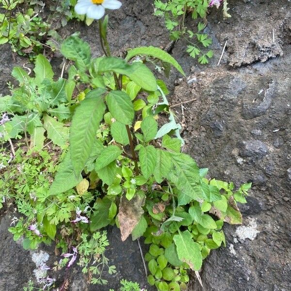 Bidens alba Habitus