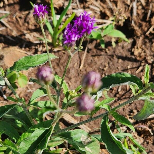 Gutenbergia boranensis Flor