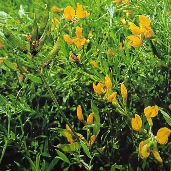 Lathyrus pratensis Flower