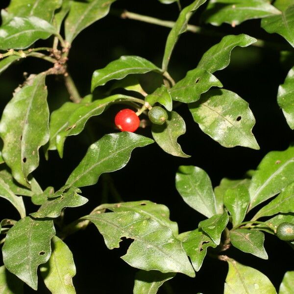 Psychotria biaristata Fruit