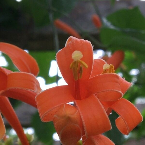 Pyrostegia venusta Flower