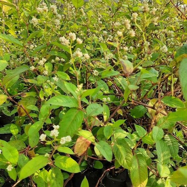 Persicaria chinensis Hábitos