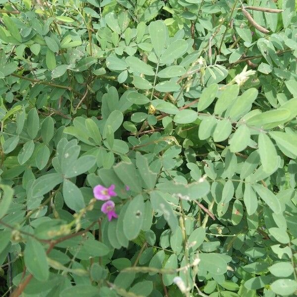 Tephrosia purpurea Floro