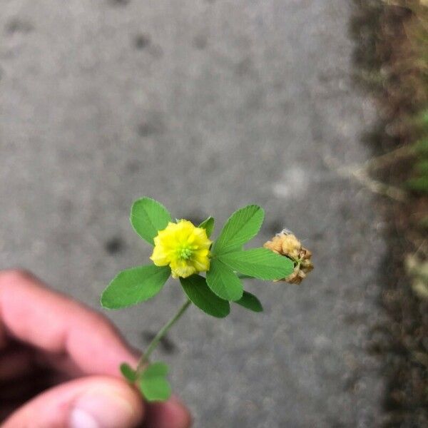 Trifolium aureum Flower