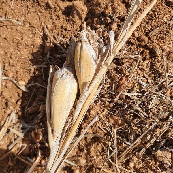 Hyparrhenia papillipes ᱪᱷᱟᱹᱞᱤ