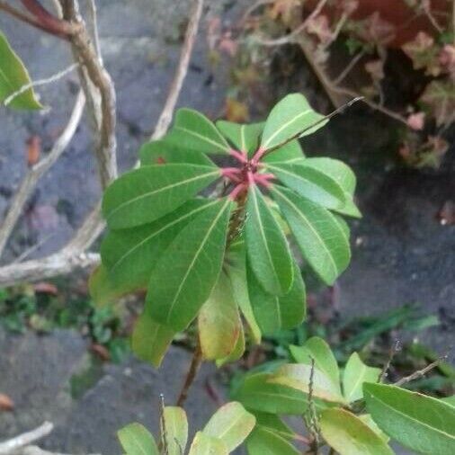 Pieris japonica ഇല