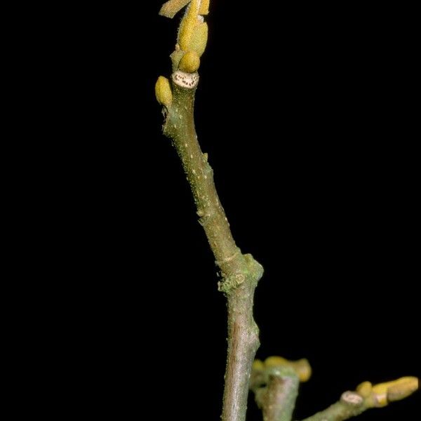 Carya cordiformis Corteza