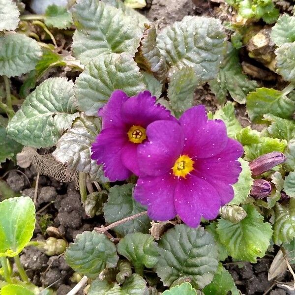 Primula vulgaris Çiçek