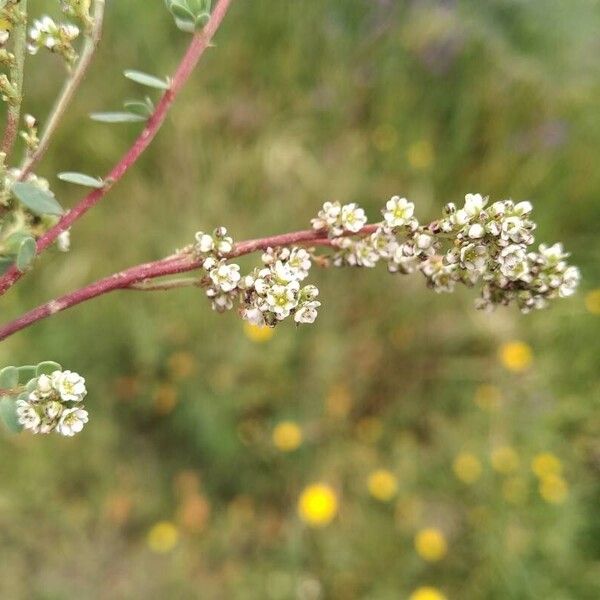 Corrigiola litoralis Blüte