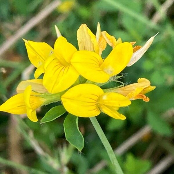 Lotus pedunculatus Flower