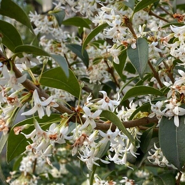 Osmanthus × burkwoodii Цвят