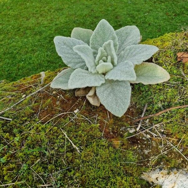 Verbascum boerhavii Blad