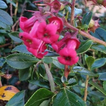 Escallonia rubra Flor