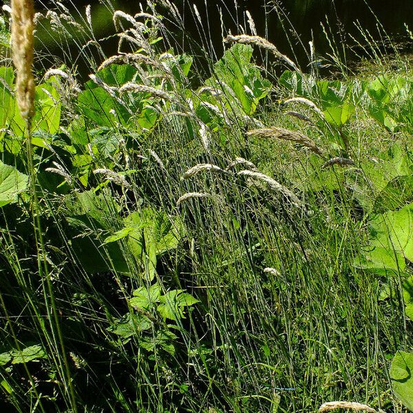 Melica ciliata Συνήθη χαρακτηριστικά